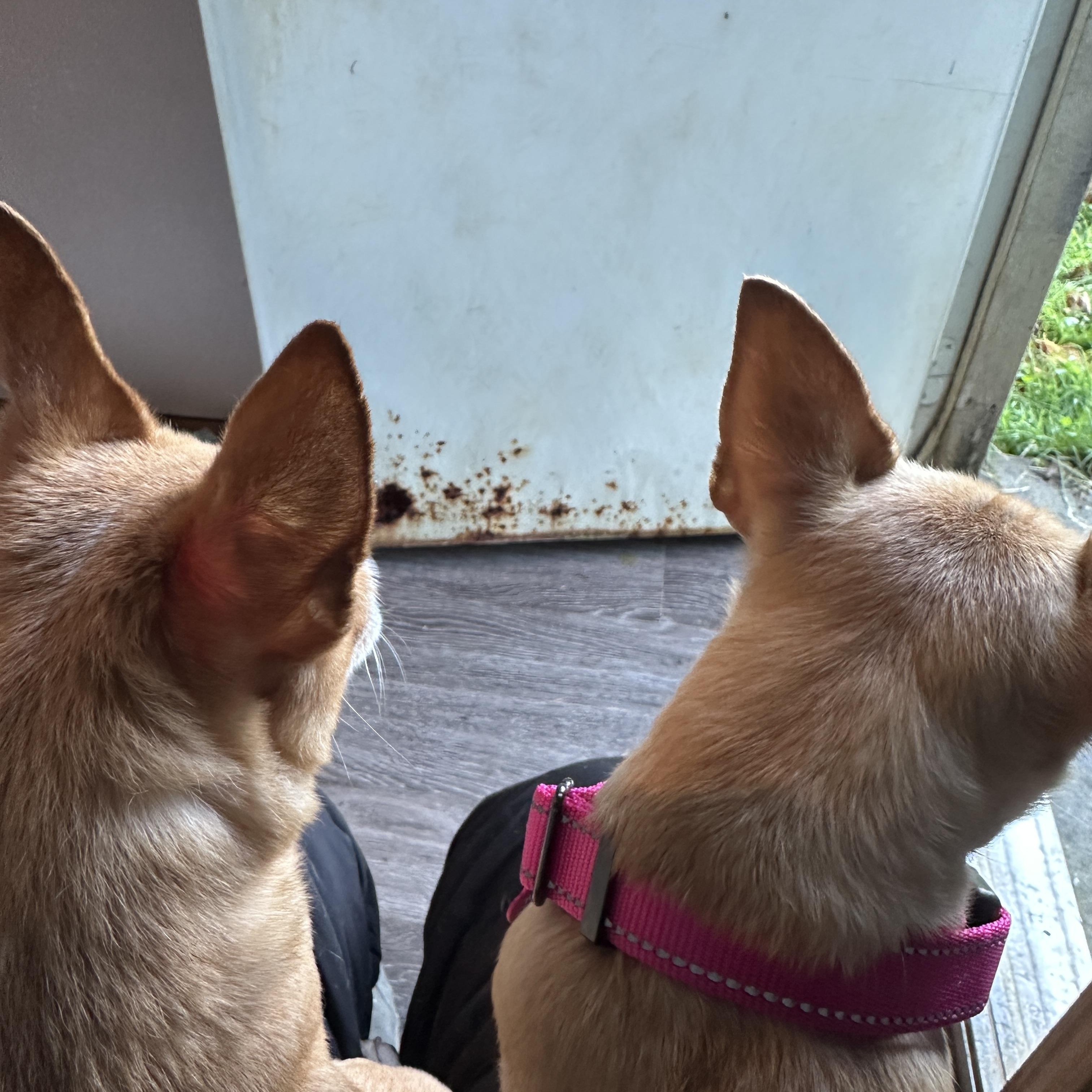 Enlarge Hope, a Adopted Chihuahua in Sheridan, OR image 4/6