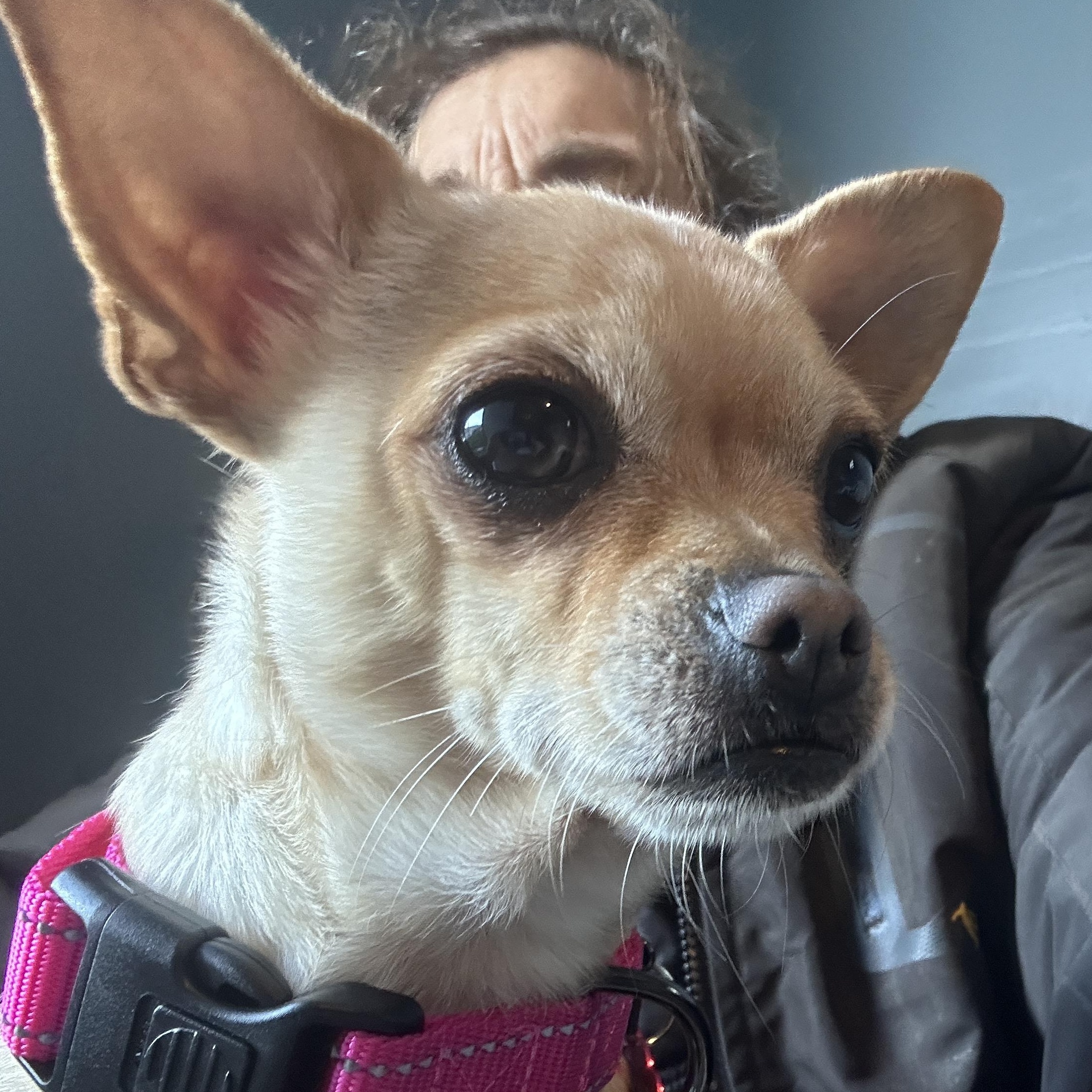 Enlarge Hope, a Adopted Chihuahua in Sheridan, OR image 5/6
