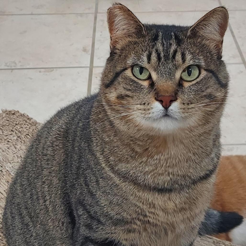 Giancarlo - 420CR112, Adoptable, Adult Male Domestic Short Hair.