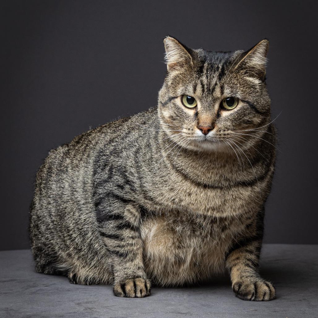 Enlarge Giancarlo - 420CR112, a Adoptable Domestic Short Hair in Columbia, MO image 1/2