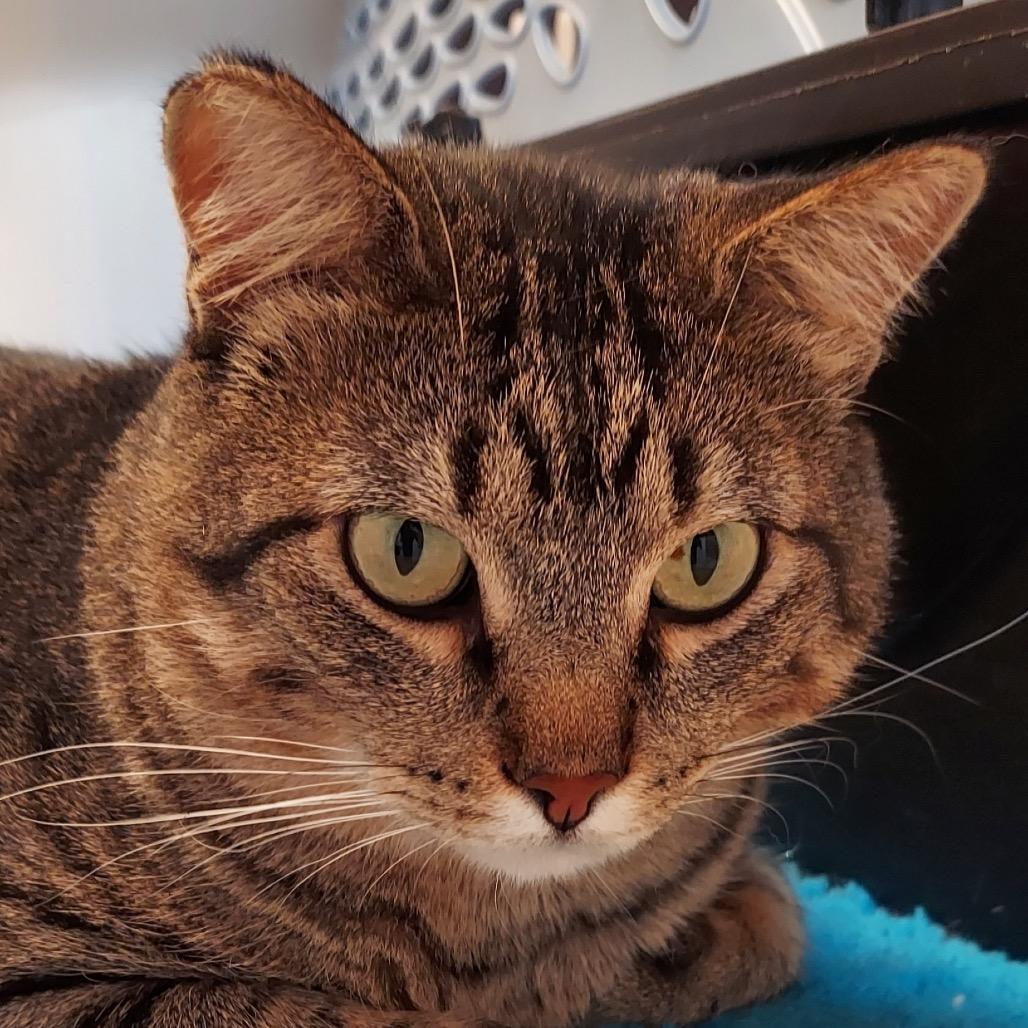 Enlarge Giancarlo - 420CR112, a Adoptable Domestic Short Hair in Columbia, MO image 2/2