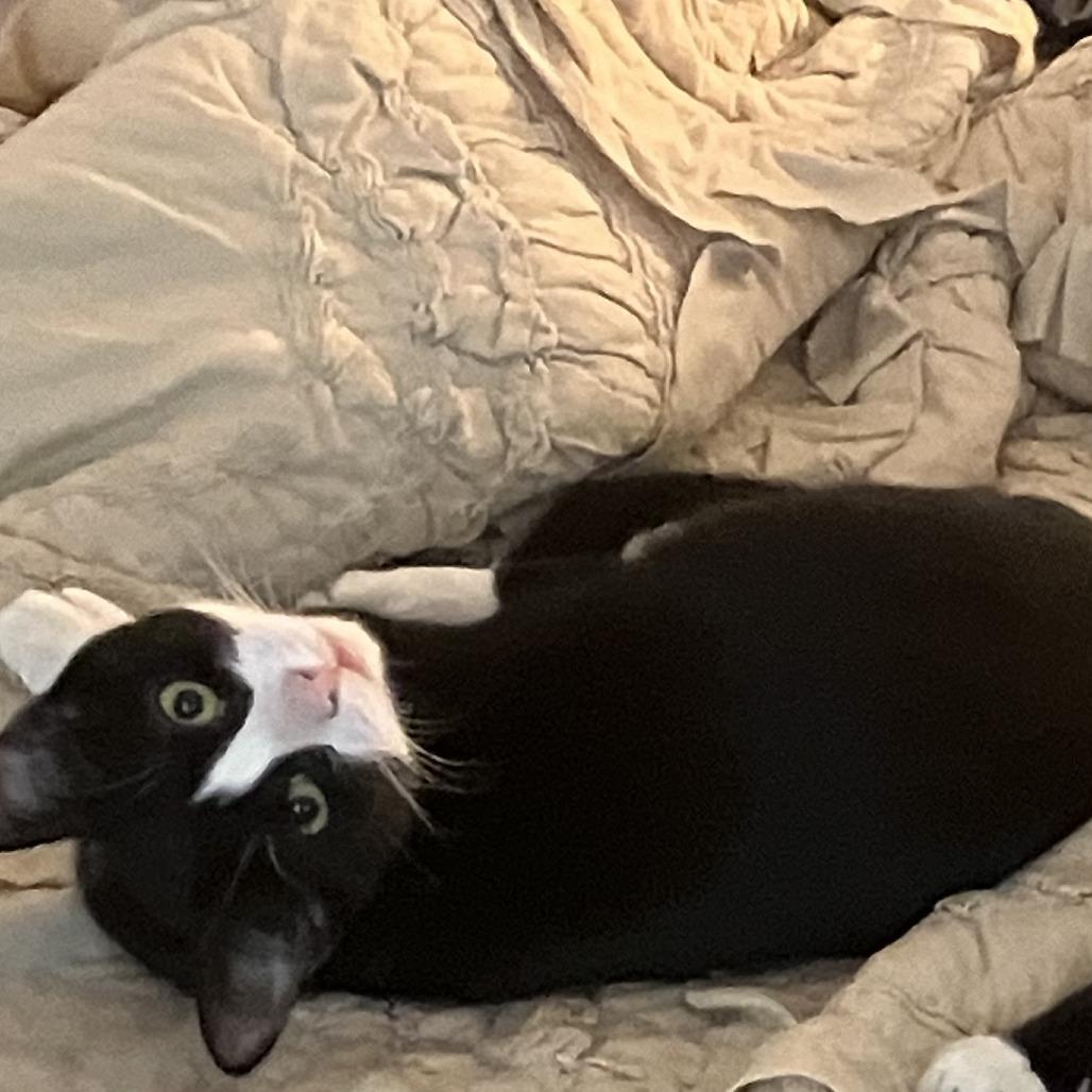 Mimosa, Adoptable, Adult Female Domestic Short Hair.