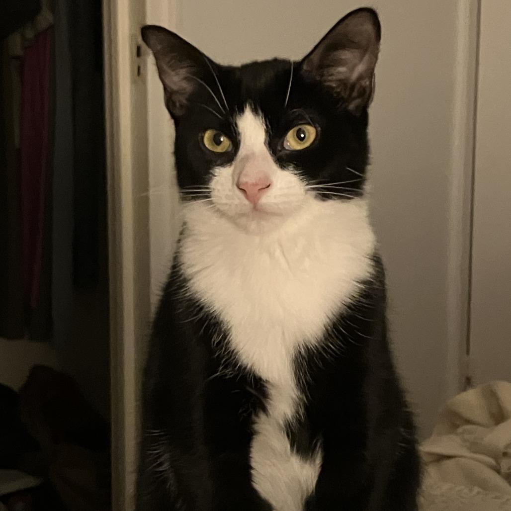 Enlarge Mimosa, a Adoptable Domestic Short Hair in Middle Village, NY image 2/6