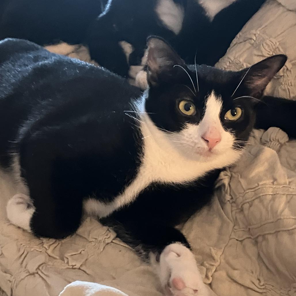 Enlarge Mimosa, a Adoptable Domestic Short Hair in Middle Village, NY image 3/6