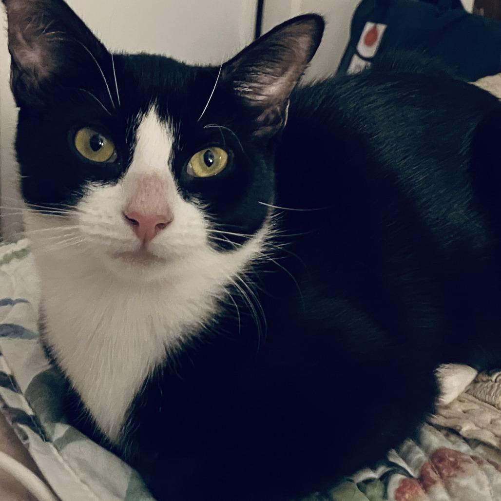 Enlarge Mimosa, a Adoptable Domestic Short Hair in Middle Village, NY image 4/6