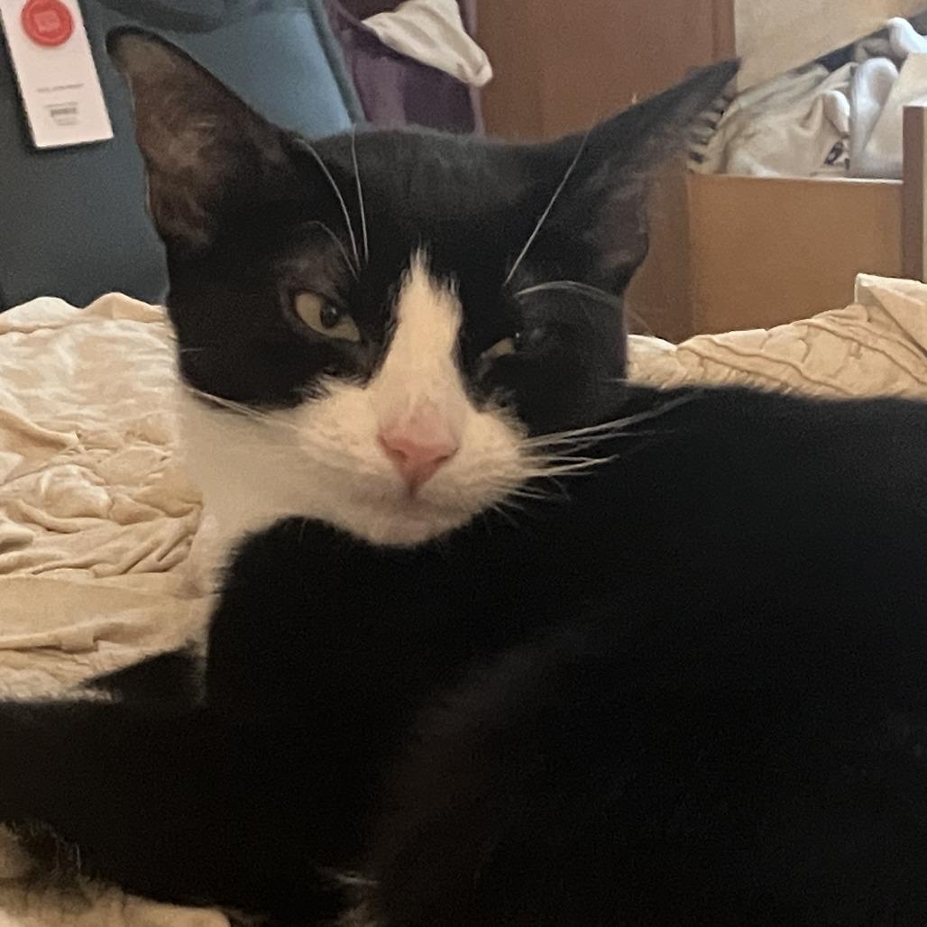 Enlarge Mimosa, a Adoptable Domestic Short Hair in Middle Village, NY image 5/6