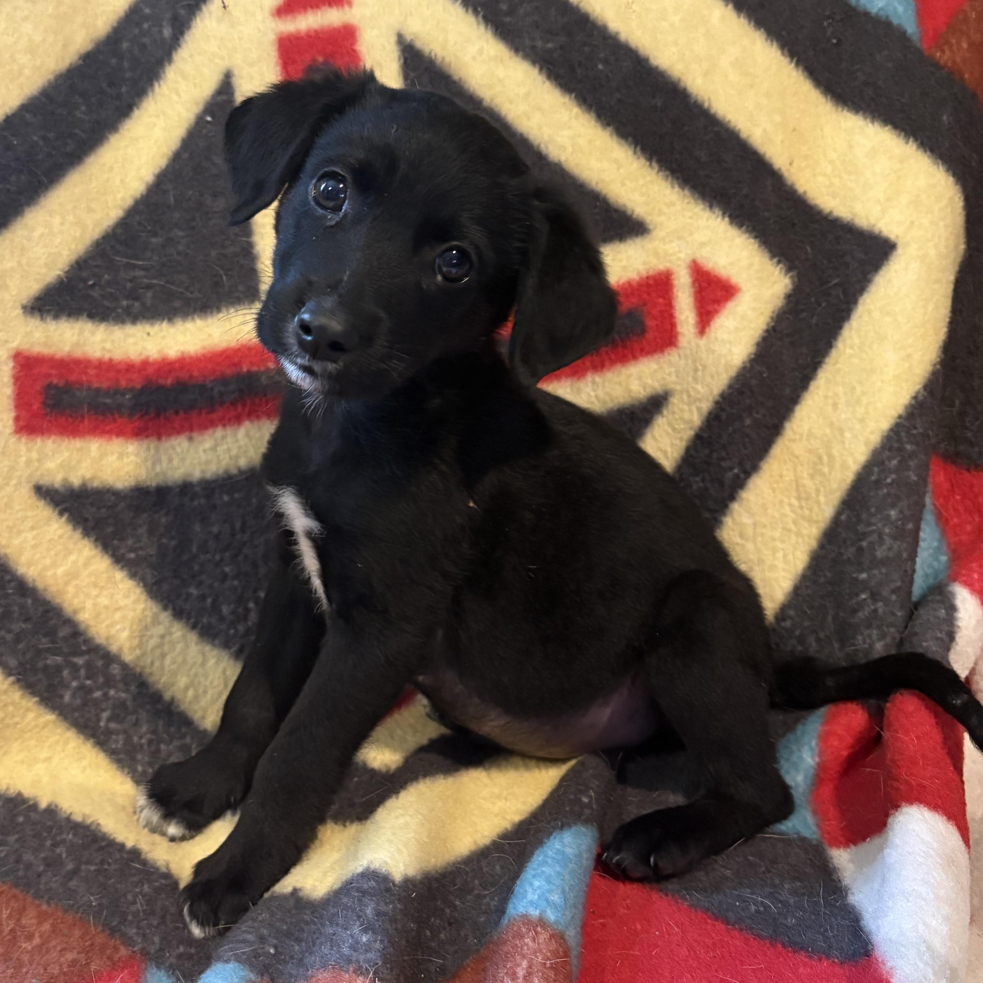 Enlarge Sawyer, a Adopted mixed breed in Rochester, NY image 2/6