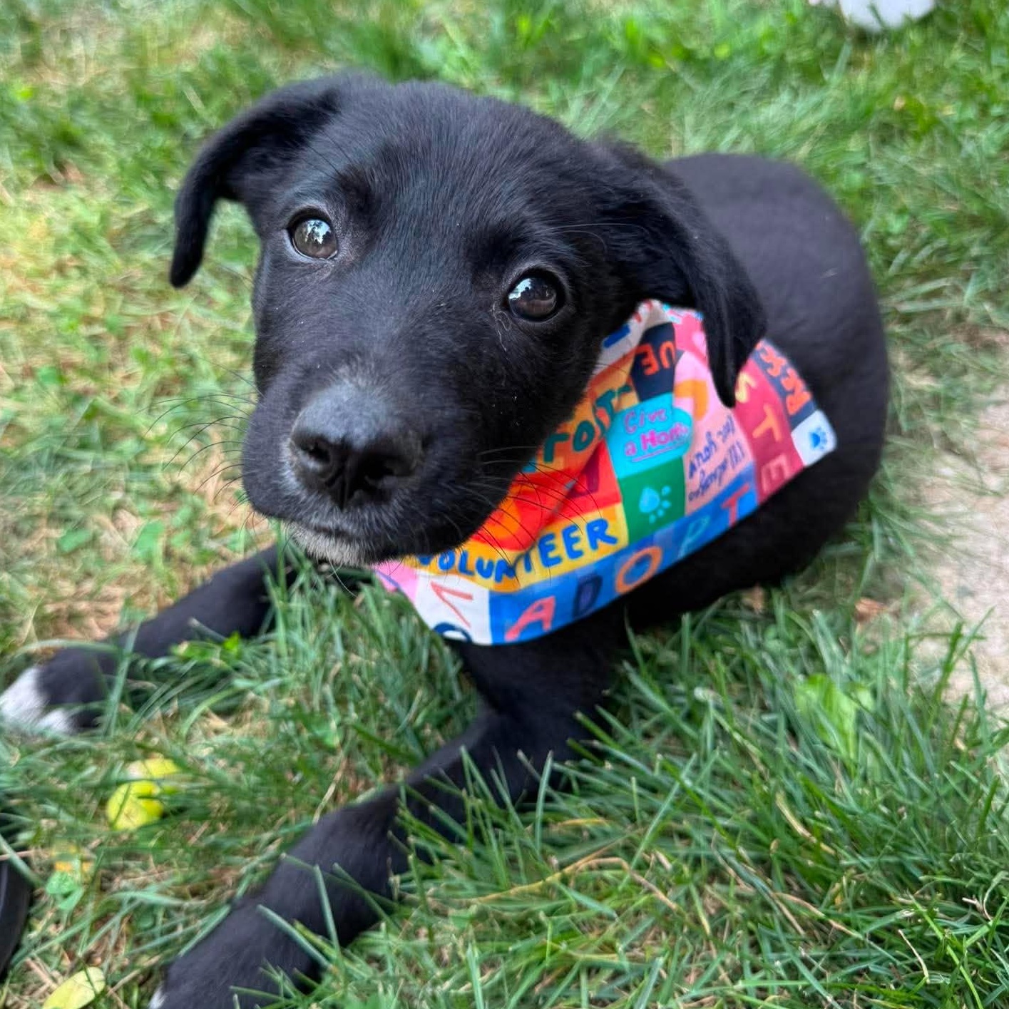 Enlarge Sawyer, a Adopted mixed breed in Rochester, NY image 4/6