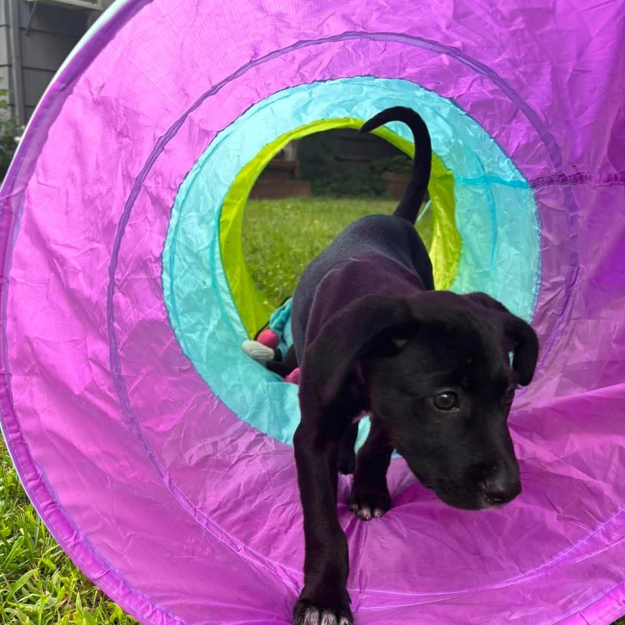 Enlarge Sawyer, a Adopted mixed breed in Rochester, NY image 3/6