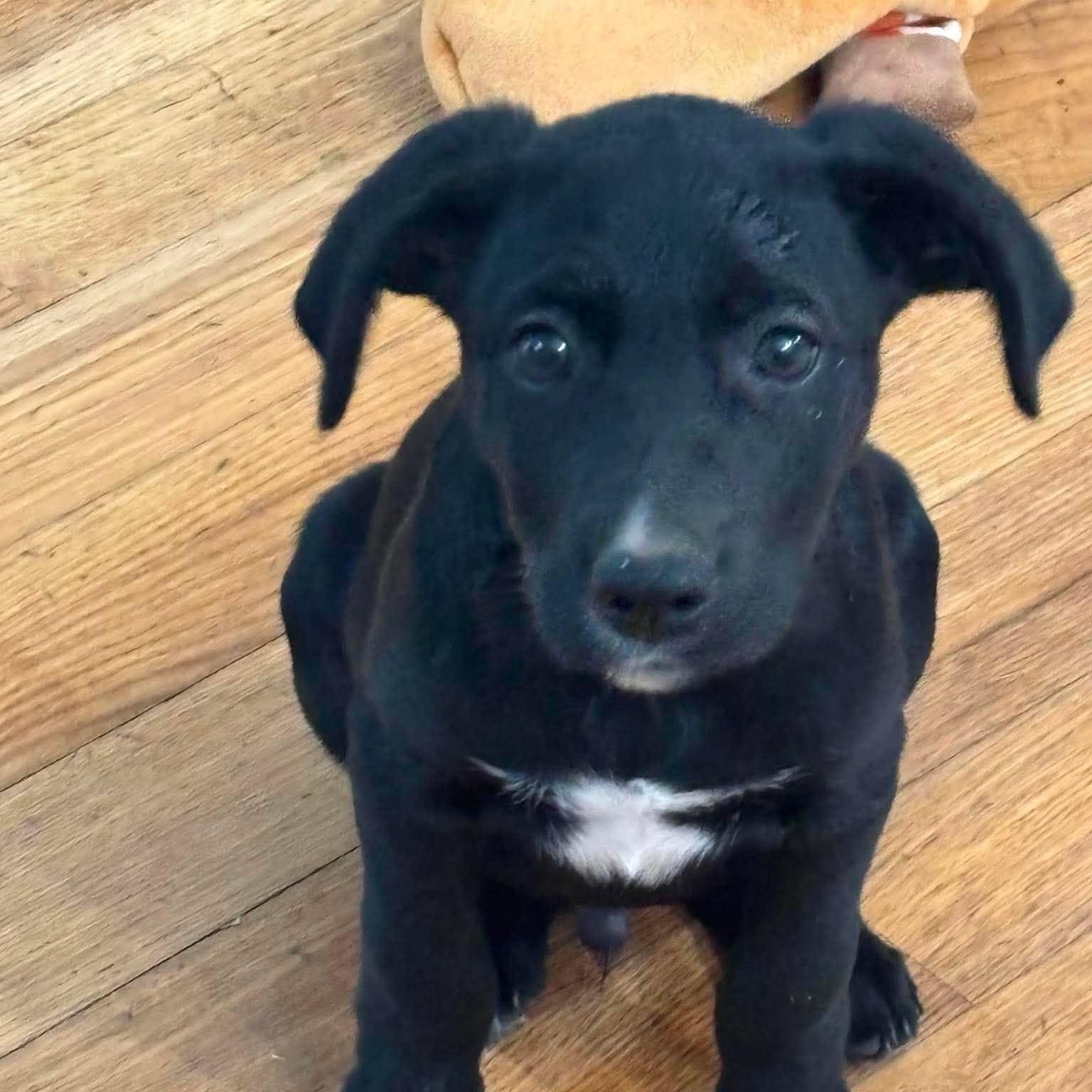 Sawyer, Adopted, Puppy Male Australian Shepherd.