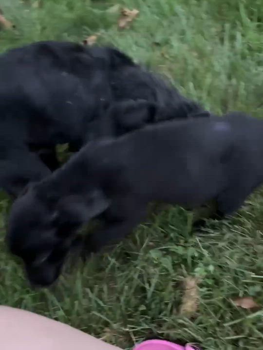 Enlarge Sawyer, a Adopted mixed breed in Rochester, NY video 5/6