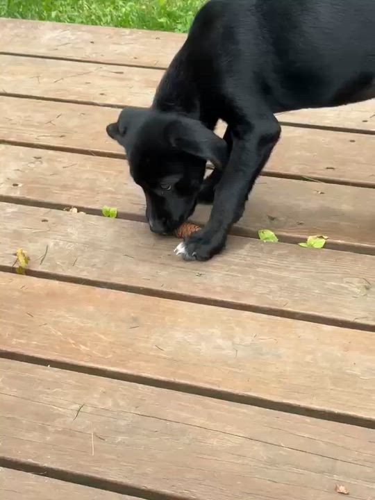 Enlarge Sawyer, a Adopted mixed breed in Rochester, NY video 6/6