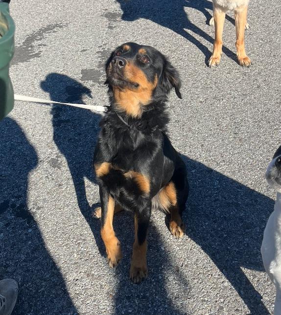 Cake, a Adoptable mixed breed in Fayetteville, AR image 1/4