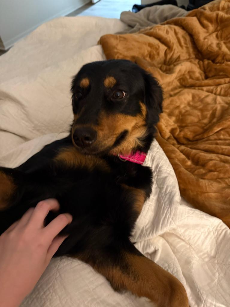 Cake, a Adoptable mixed breed in Fayetteville, AR image 2/4