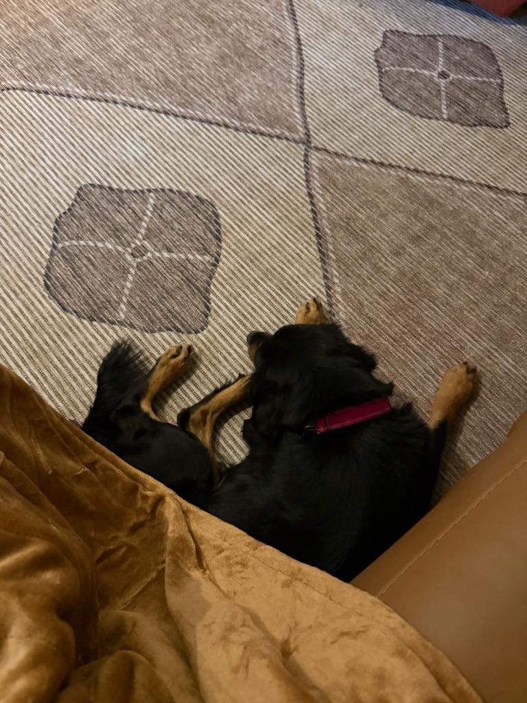 Cake, a Adoptable mixed breed in Fayetteville, AR image 3/4