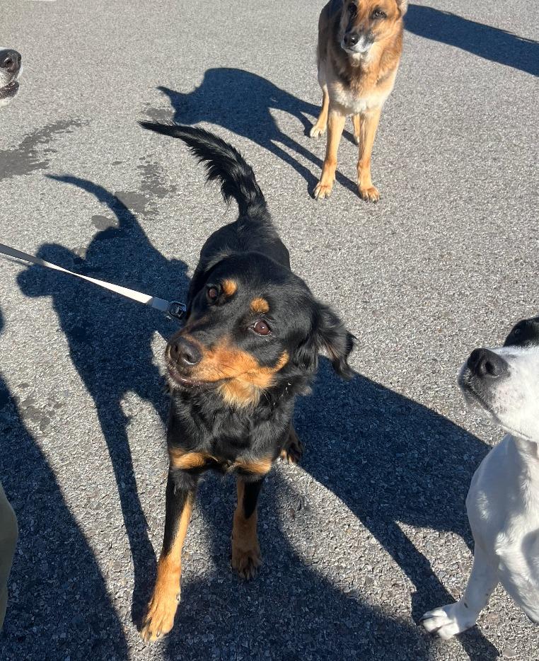 Cake, a Adoptable mixed breed in Fayetteville, AR image 4/4