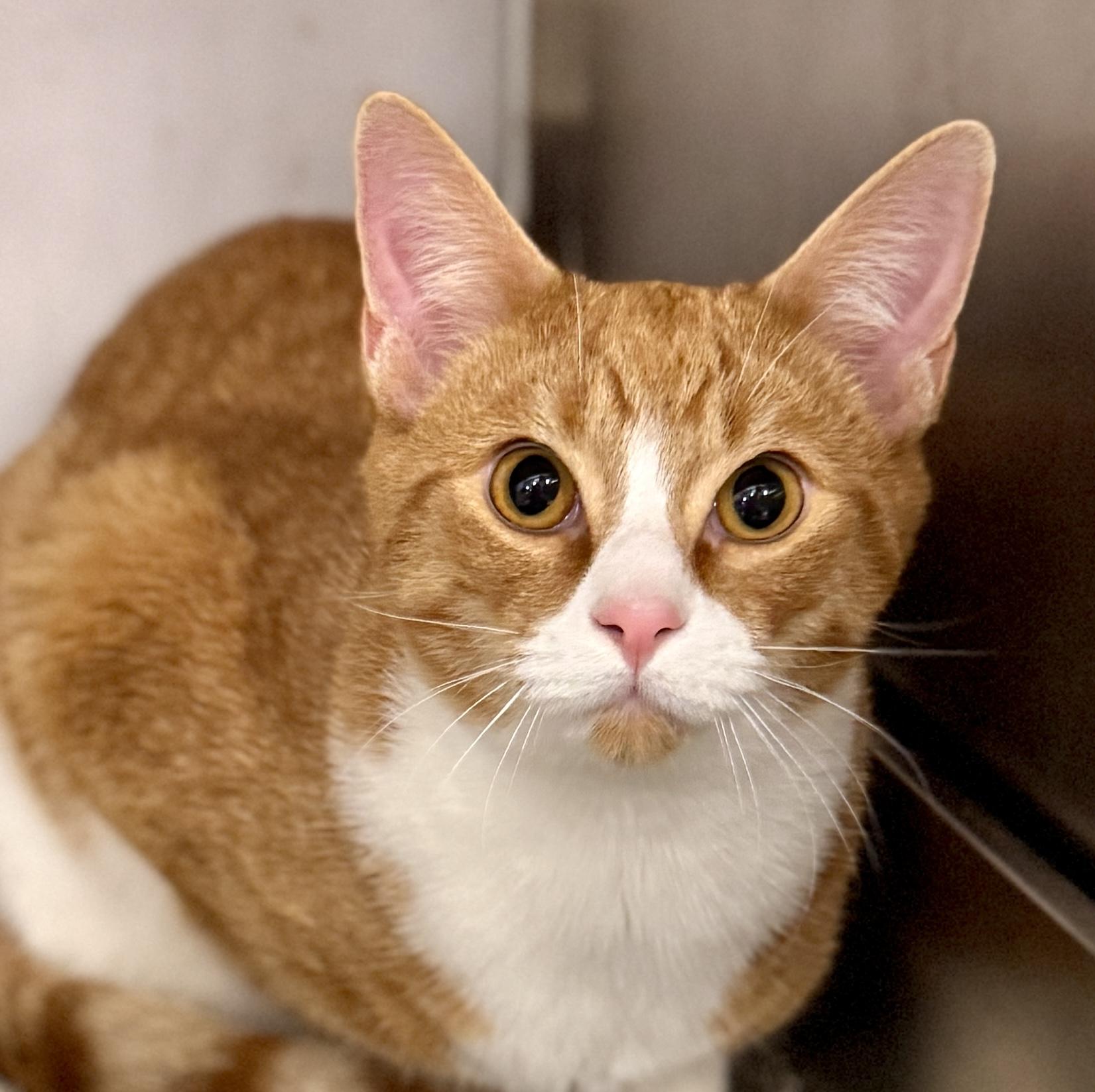 Keelock @ Livonia PetSmart