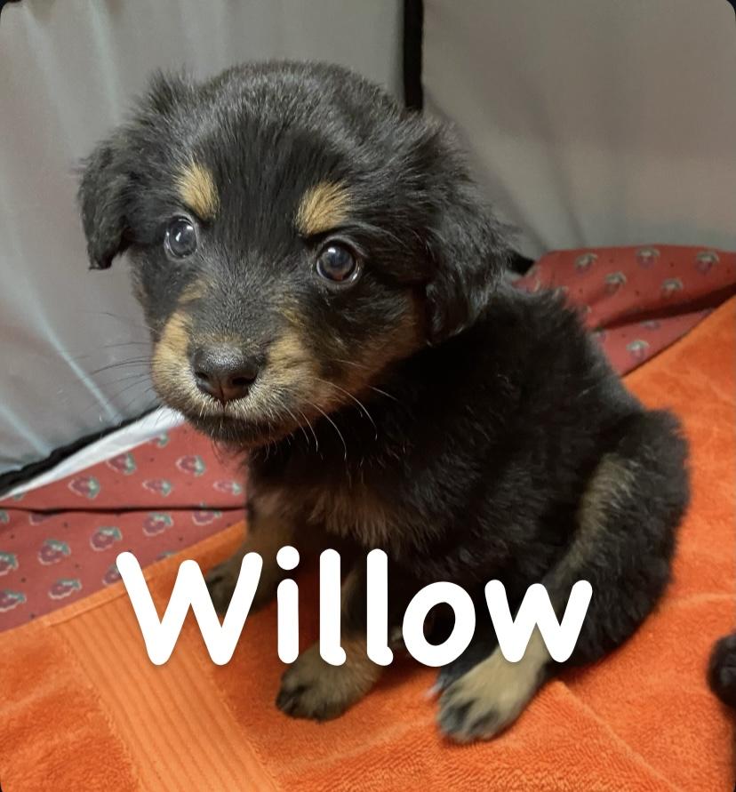 Willow, adopted, Puppy Female Australian Shepherd.