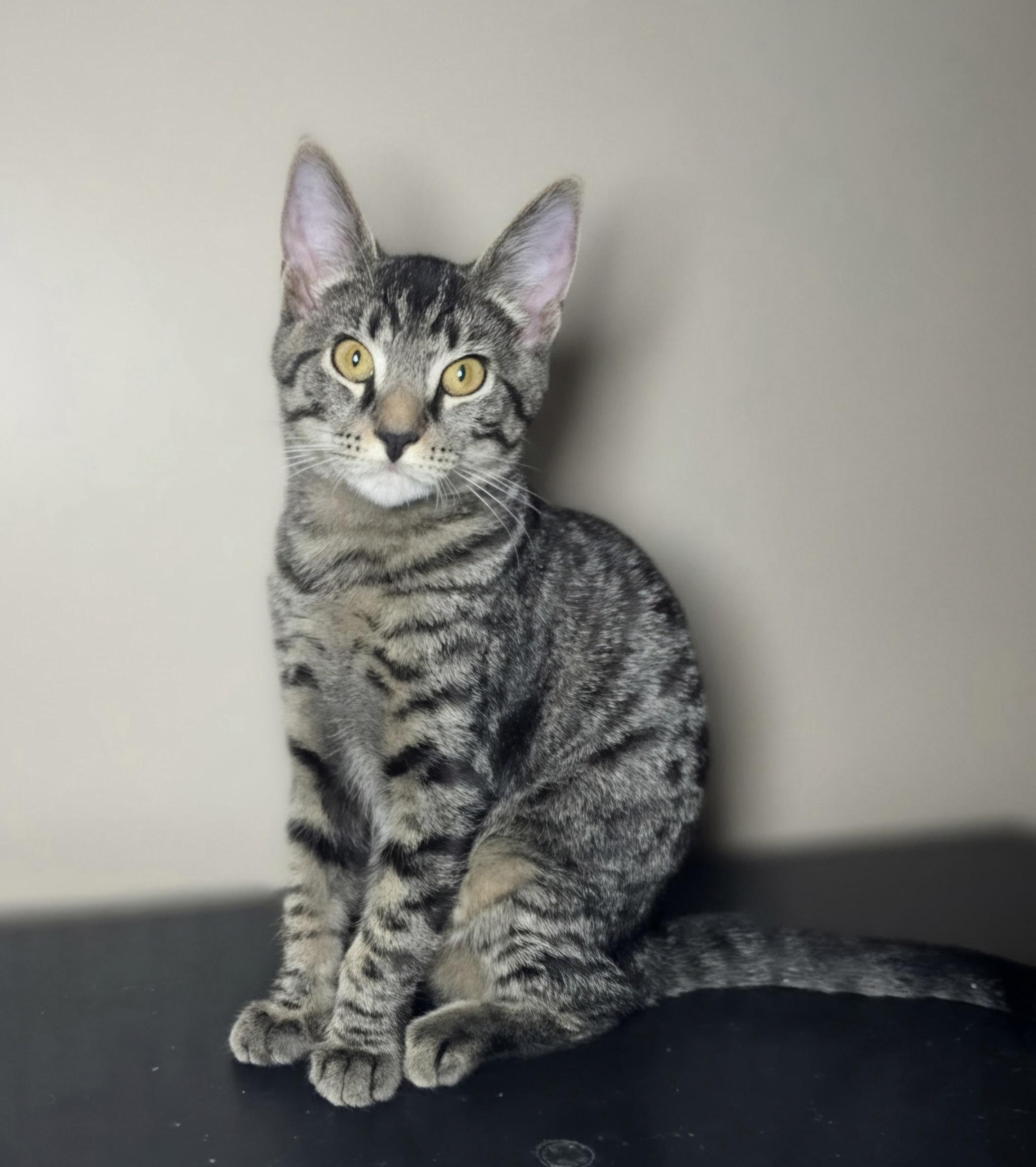 Crate, Adopted, Young Male Domestic Short Hair.