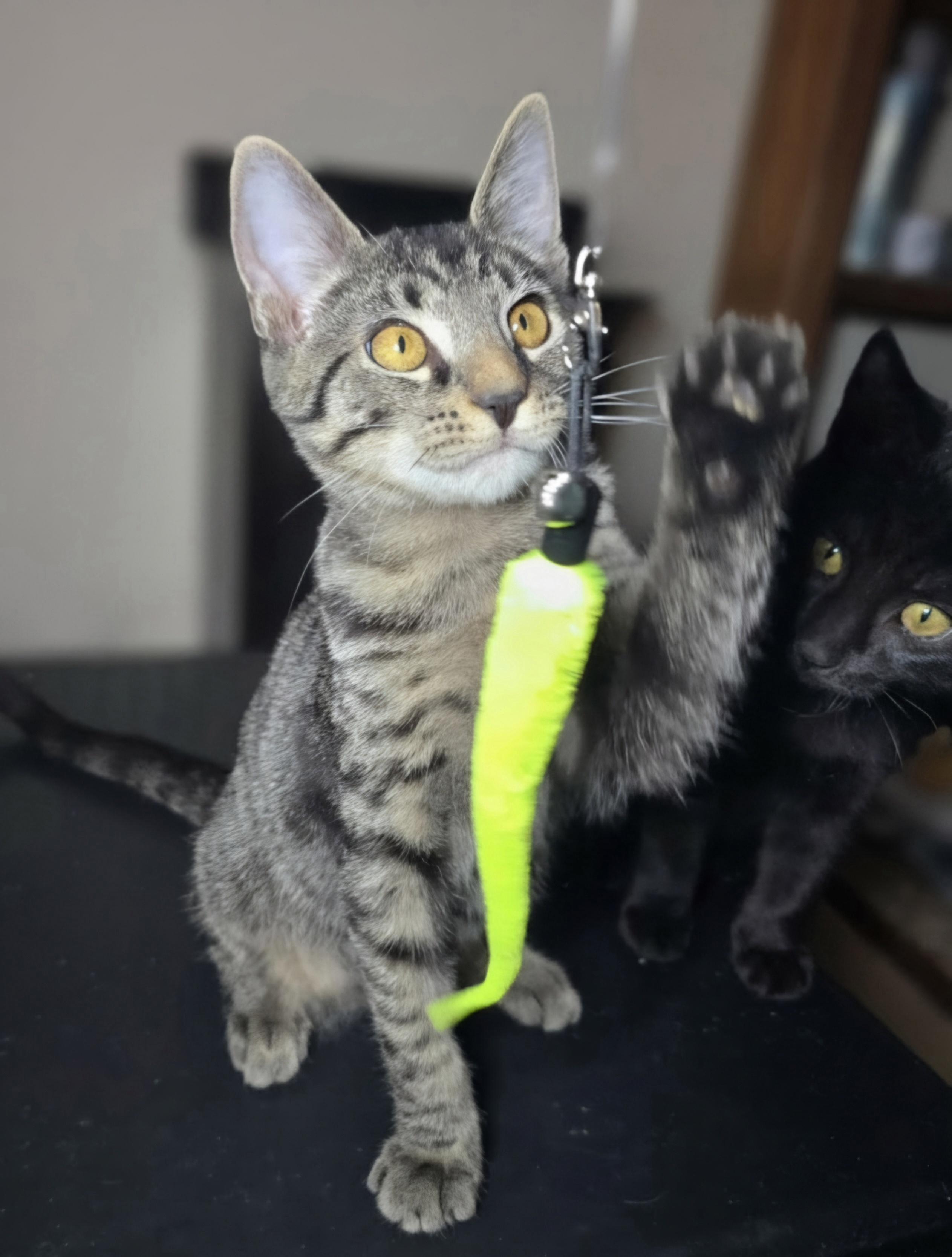 Enlarge Crate, a Adopted Domestic Short Hair in Nottingham, MD image 4/4