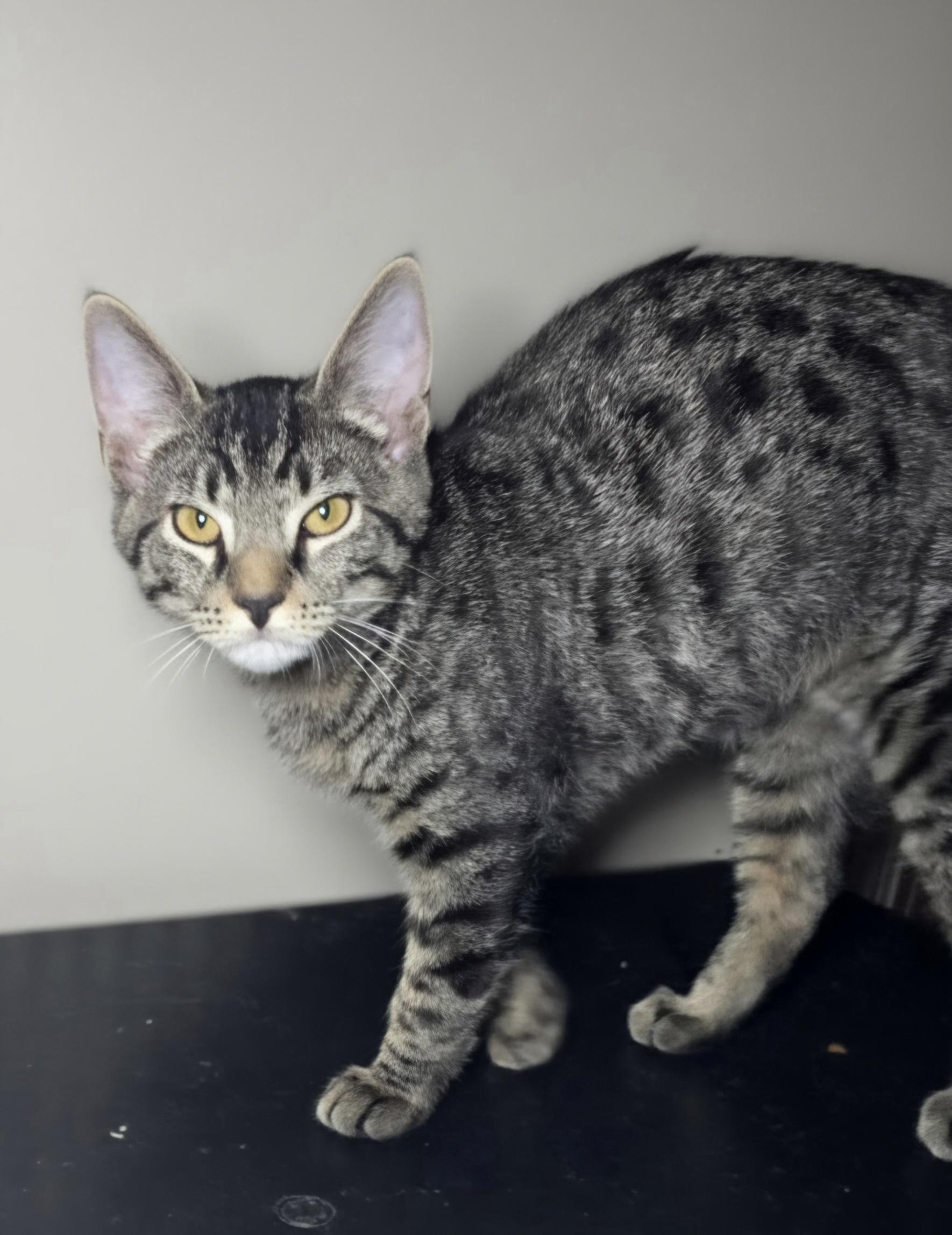 Enlarge Crate, a Adopted Domestic Short Hair in Nottingham, MD image 3/4