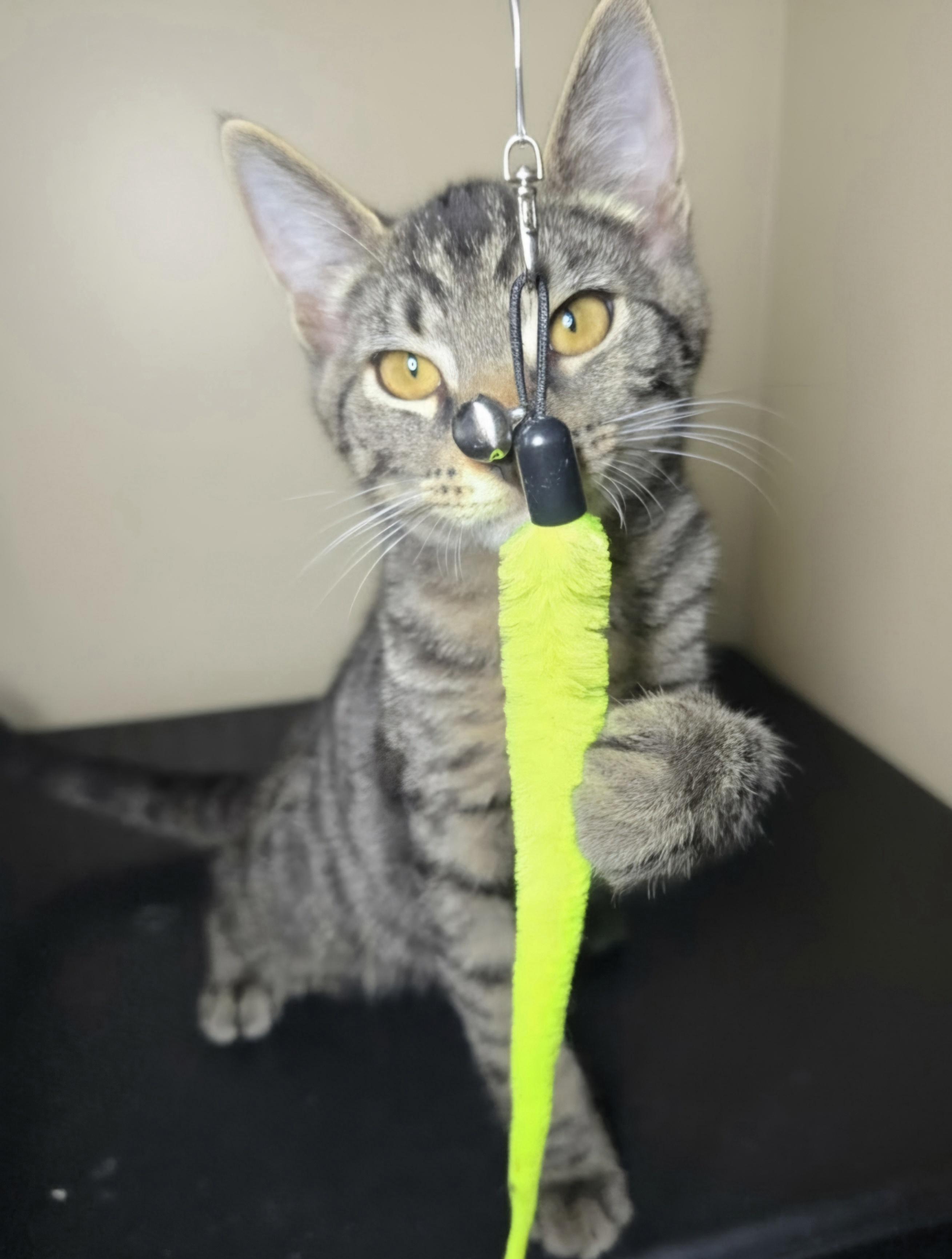 Enlarge Crate, a Adopted Domestic Short Hair in Nottingham, MD image 2/4