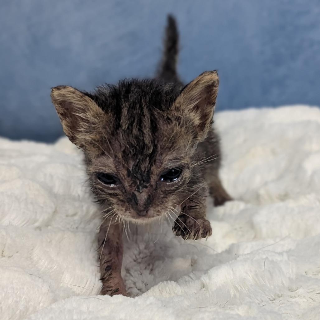 Enlarge Stu previously Sue, a Adoptable Domestic Long Hair in Buchanan Dam, TX image 1/1