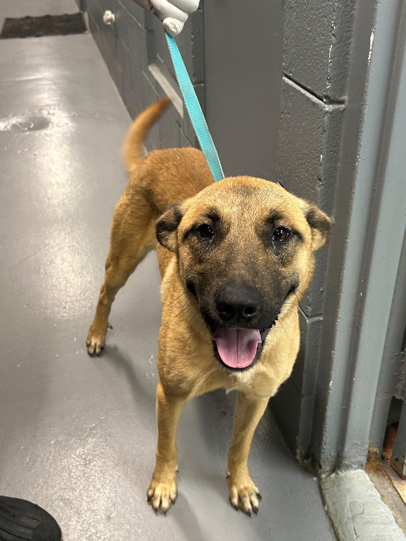 Amelia #871, ADOPTABLE, Adult Female German Shepherd Dog.