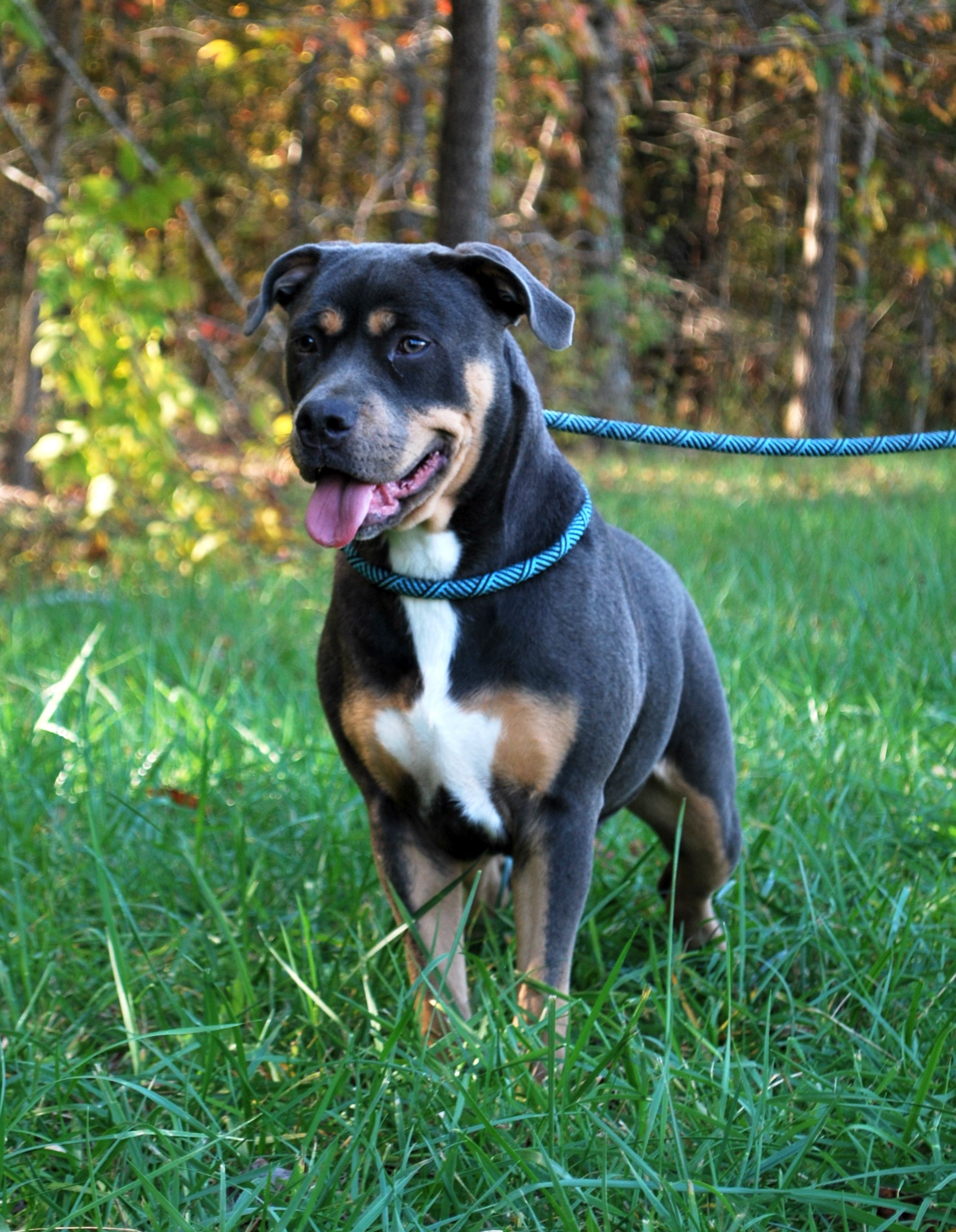 Opal, Adopted, Adult Female Pit Bull Terrier.