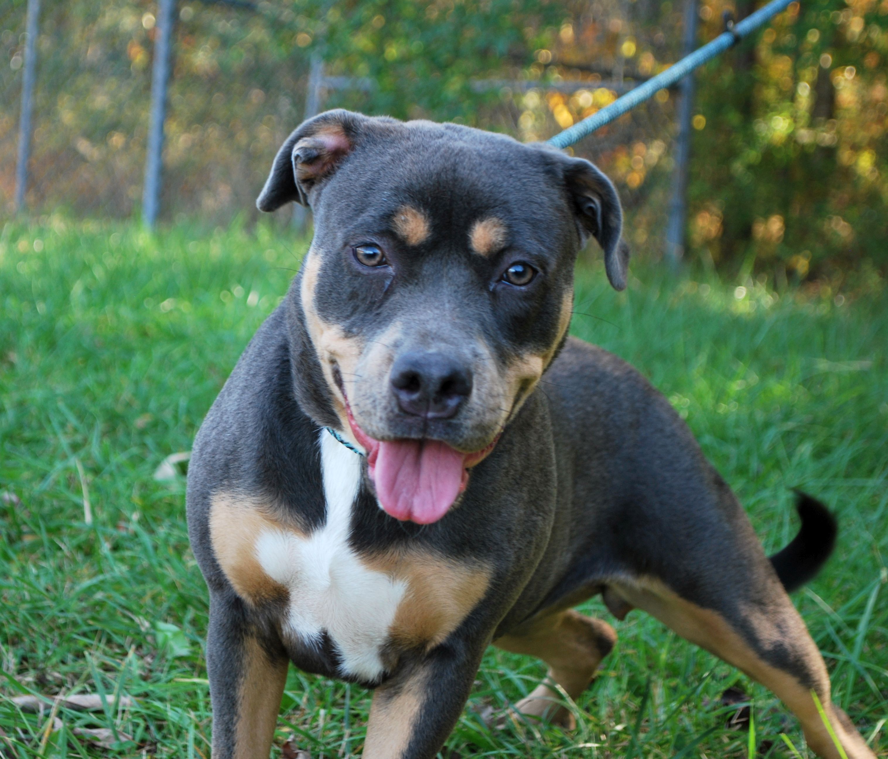 Opal, Adopted, Adult Female Pit Bull Terrier.