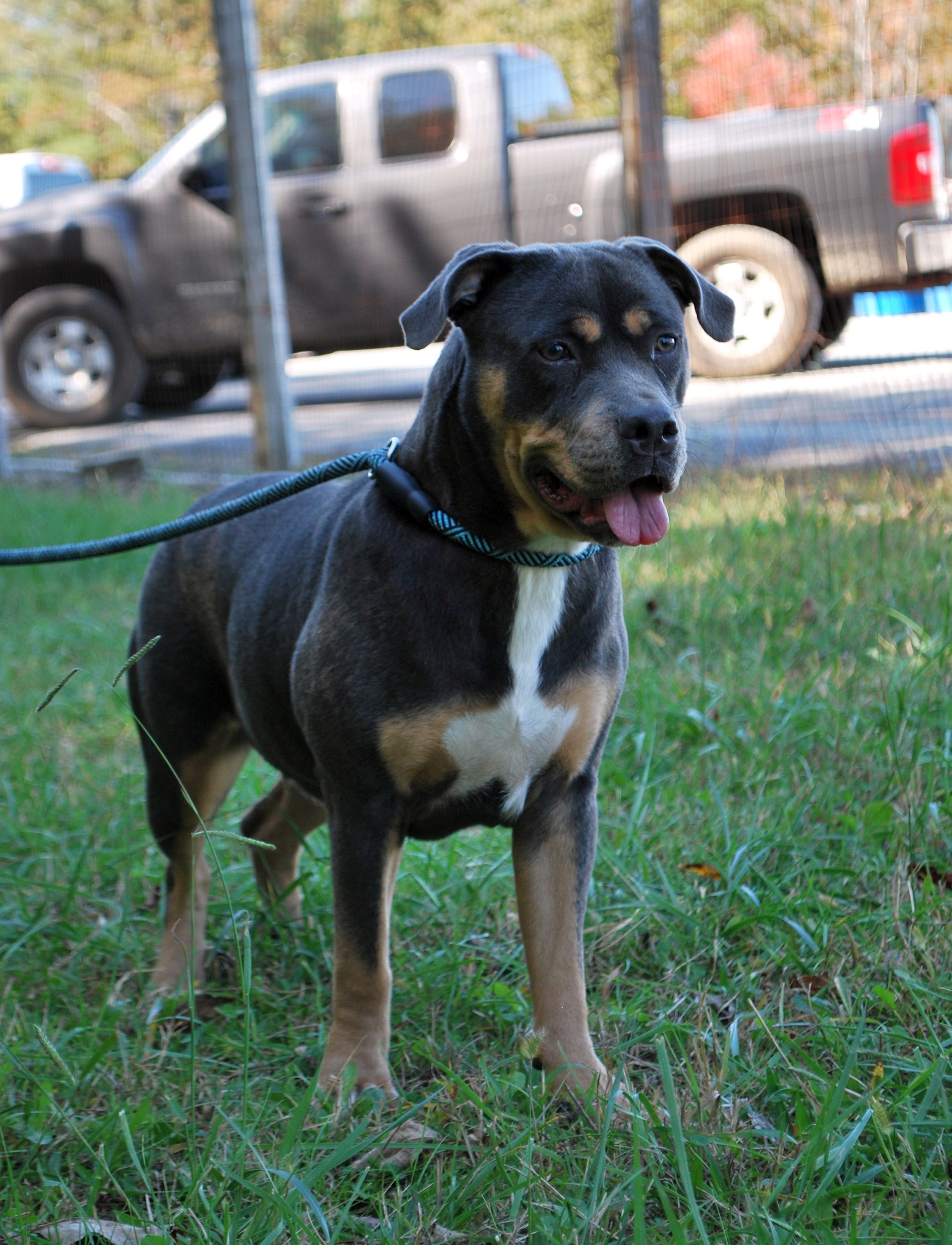 Opal, a Adopted Pit Bull Terrier in manchester, TN image 4/4
