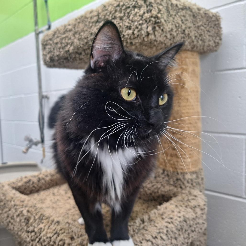 Toes, a Adoptable Domestic Long Hair in Albert Lea, MN image 2/6