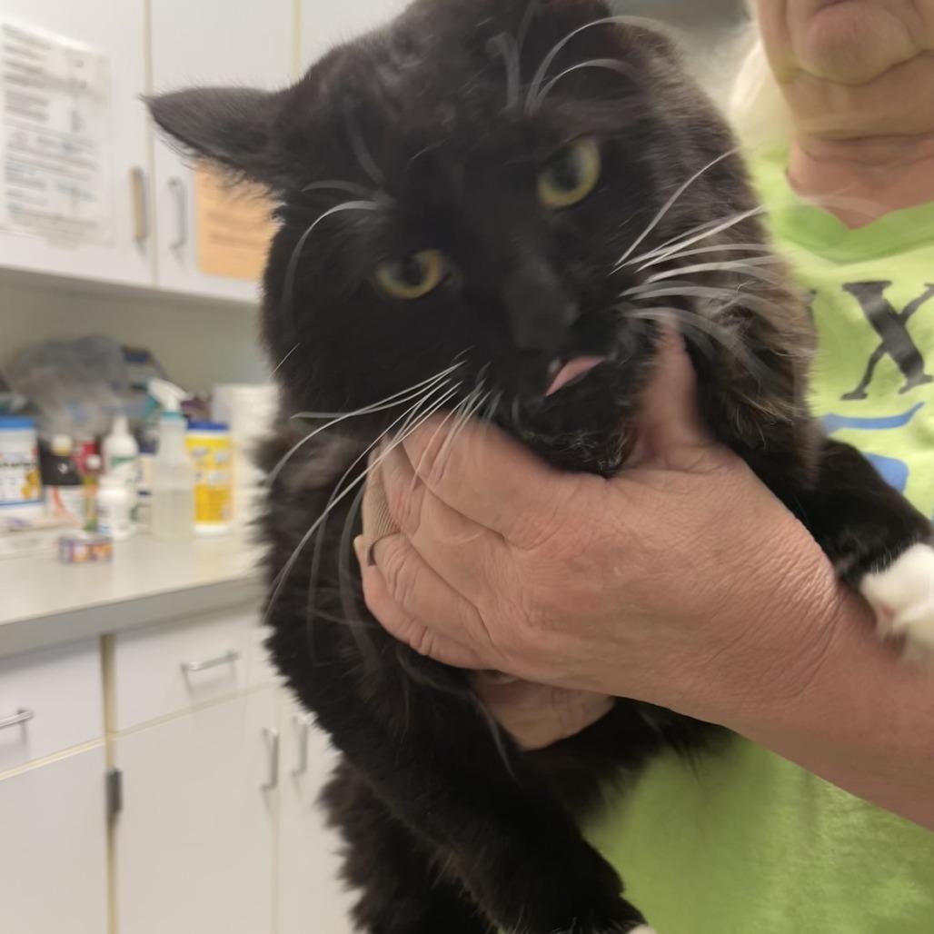 Toes, a Adoptable Domestic Long Hair in Albert Lea, MN image 3/6