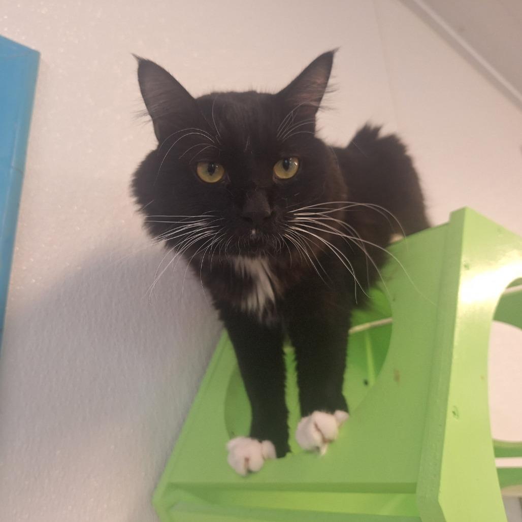 Toes, a Adoptable Domestic Long Hair in Albert Lea, MN image 4/6