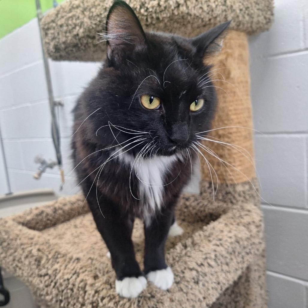 Toes, a Adoptable Domestic Long Hair in Albert Lea, MN image 5/6