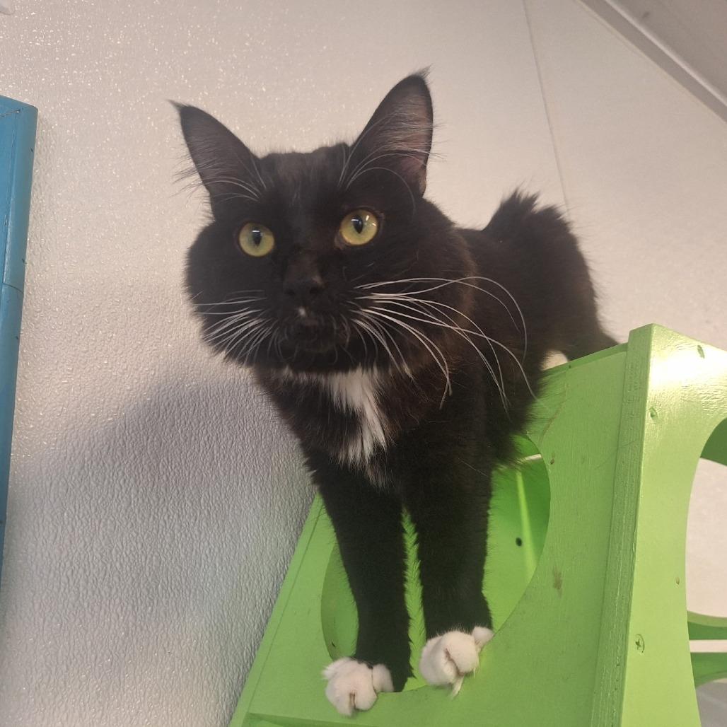 Toes, a Adoptable Domestic Long Hair in Albert Lea, MN image 6/6