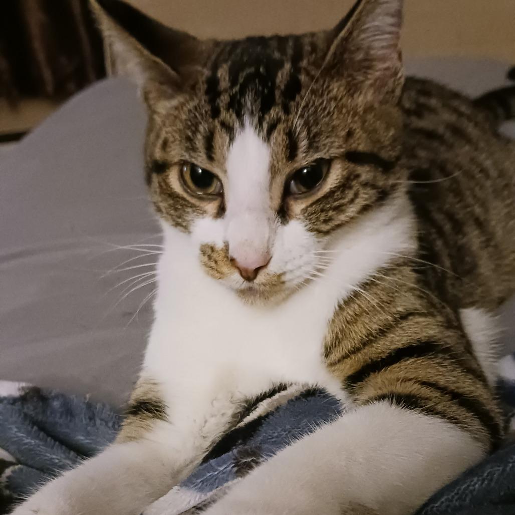 Enlarge Petra, a Adoptable Domestic Short Hair in Columbia, MO image 1/6