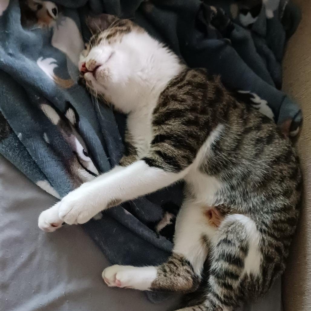 Enlarge Petra, a Adoptable Domestic Short Hair in Columbia, MO image 2/6