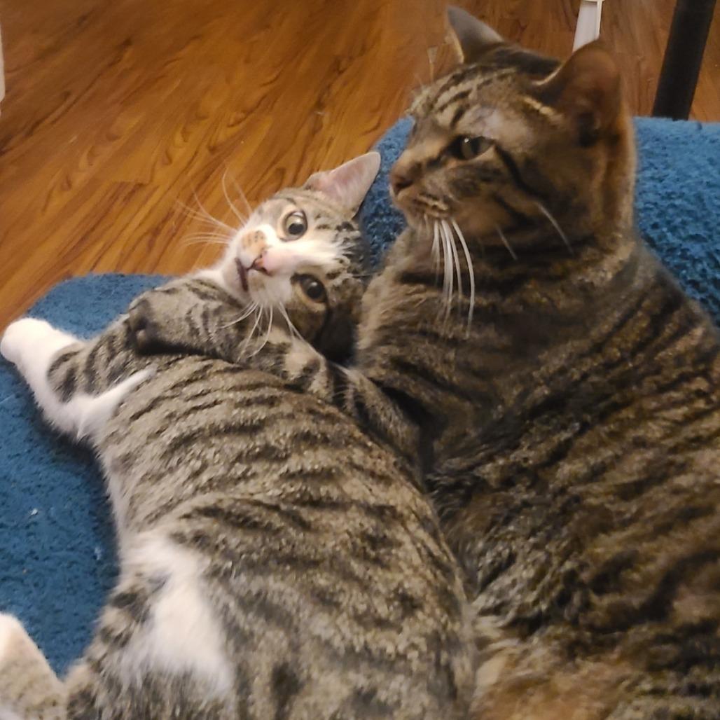 Enlarge Petra, a Adoptable Domestic Short Hair in Columbia, MO image 3/6