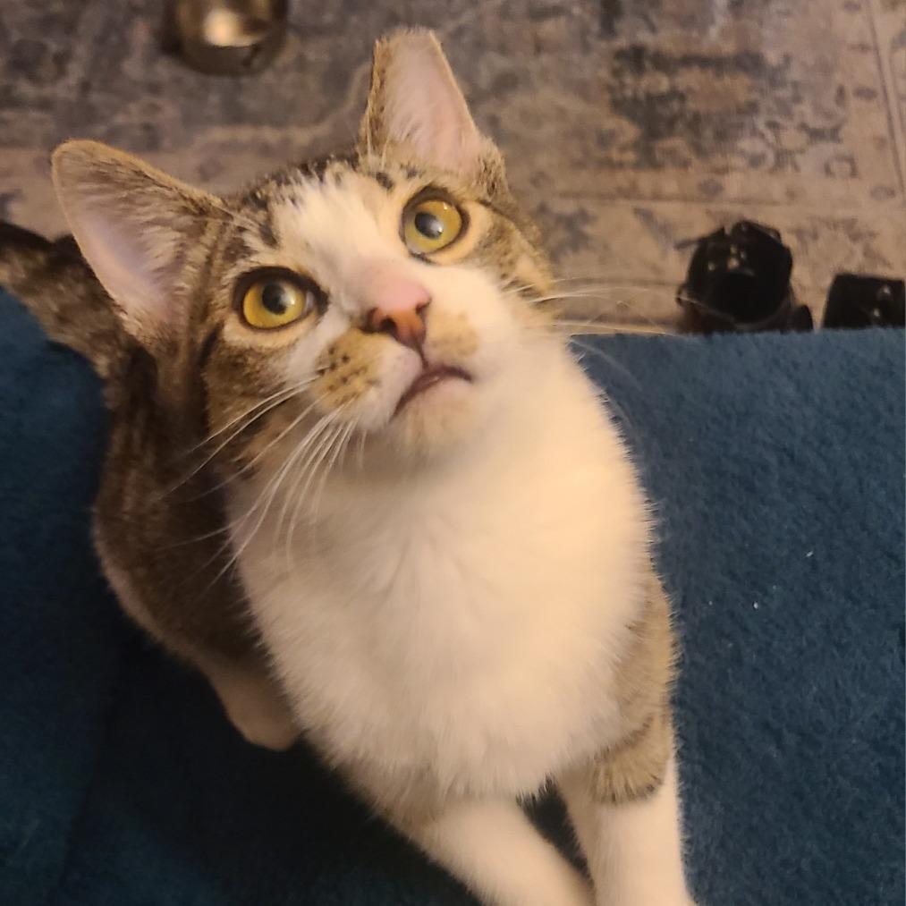 Enlarge Petra, a Adoptable Domestic Short Hair in Columbia, MO image 4/6