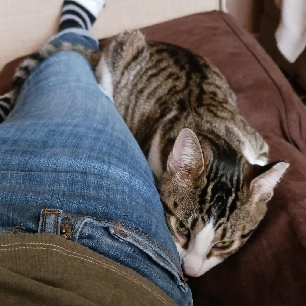 Enlarge Petra, a Adoptable Domestic Short Hair in Columbia, MO image 5/6