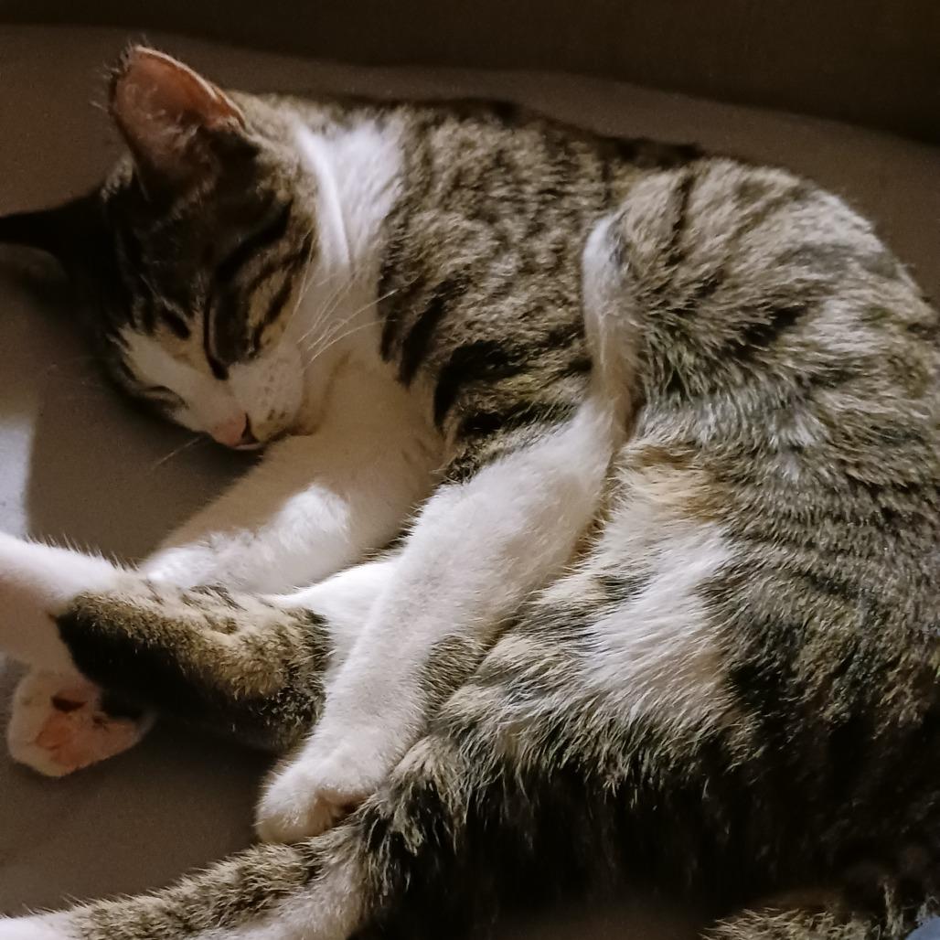 Enlarge Petra, a Adoptable Domestic Short Hair in Columbia, MO image 6/6