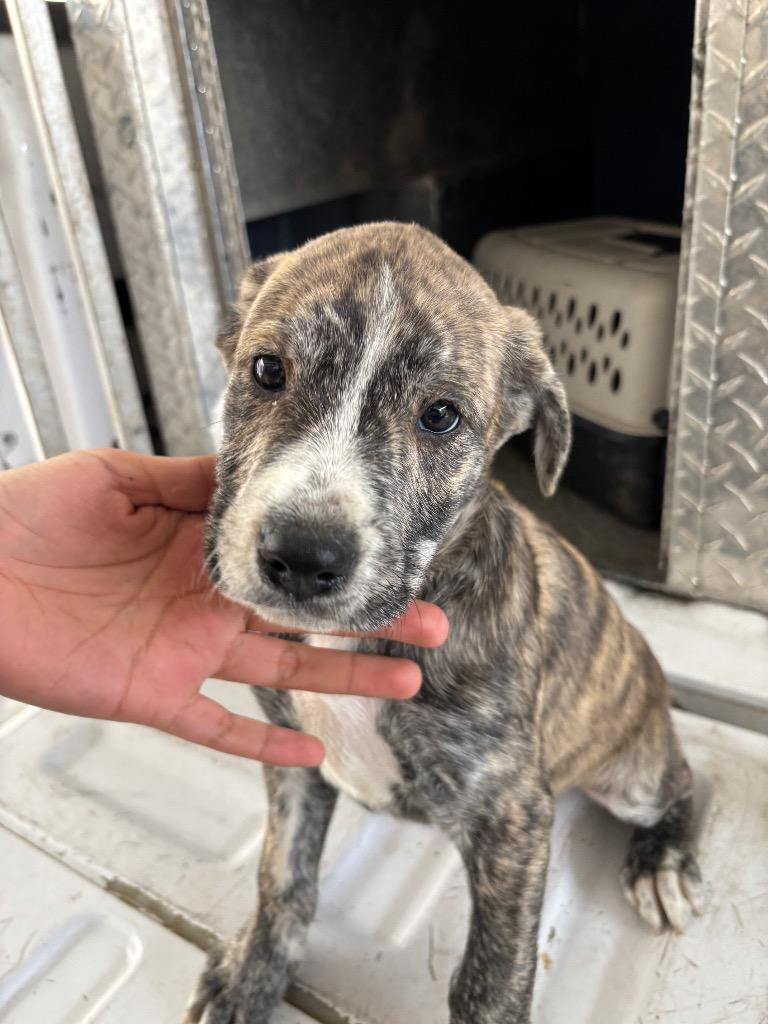 NED, Adopted, Puppy Male Pit Bull Terrier.