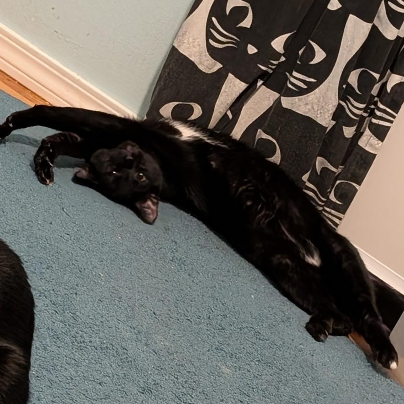 Kali and Vesta (bonded sisters)