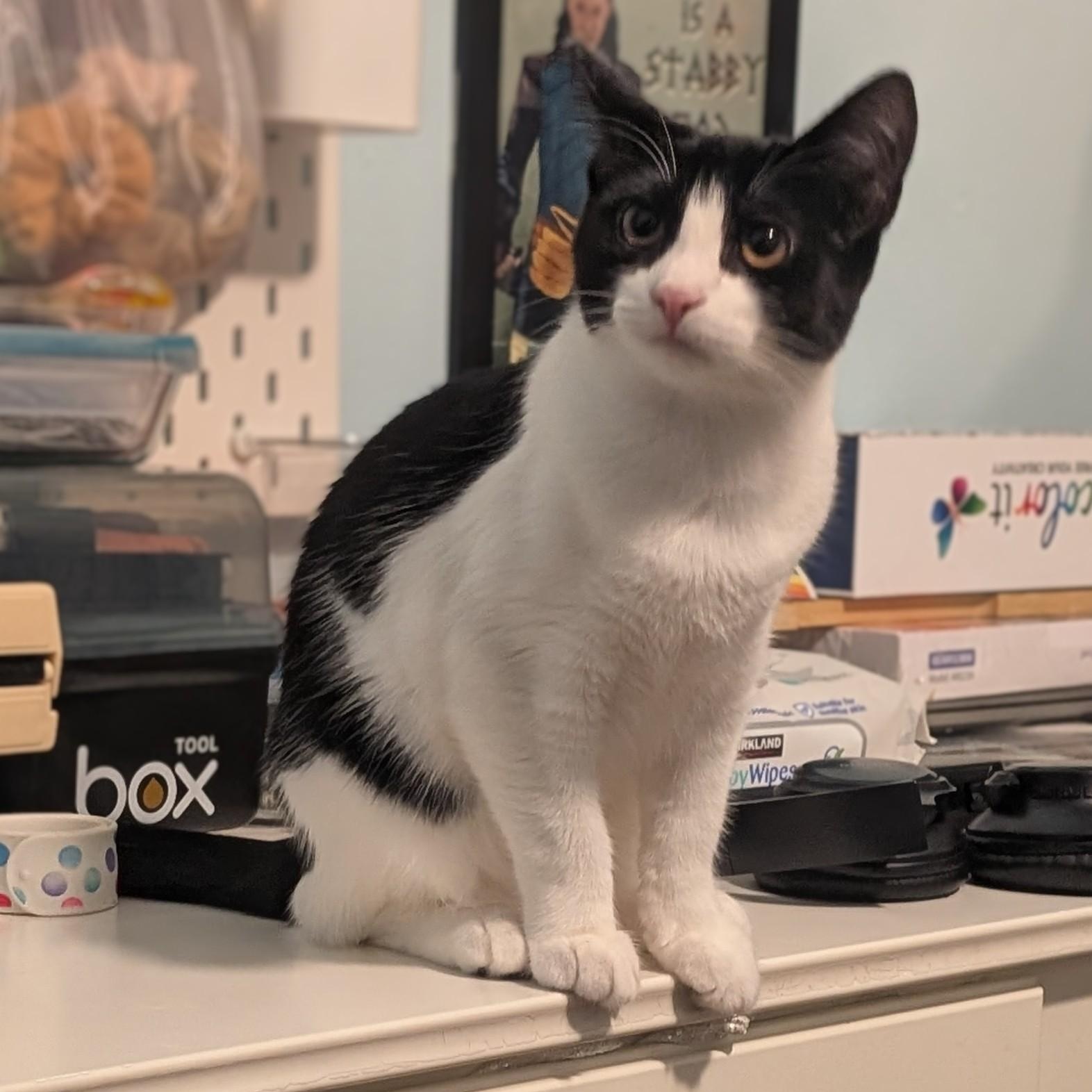 Kali and Vesta (bonded sisters)