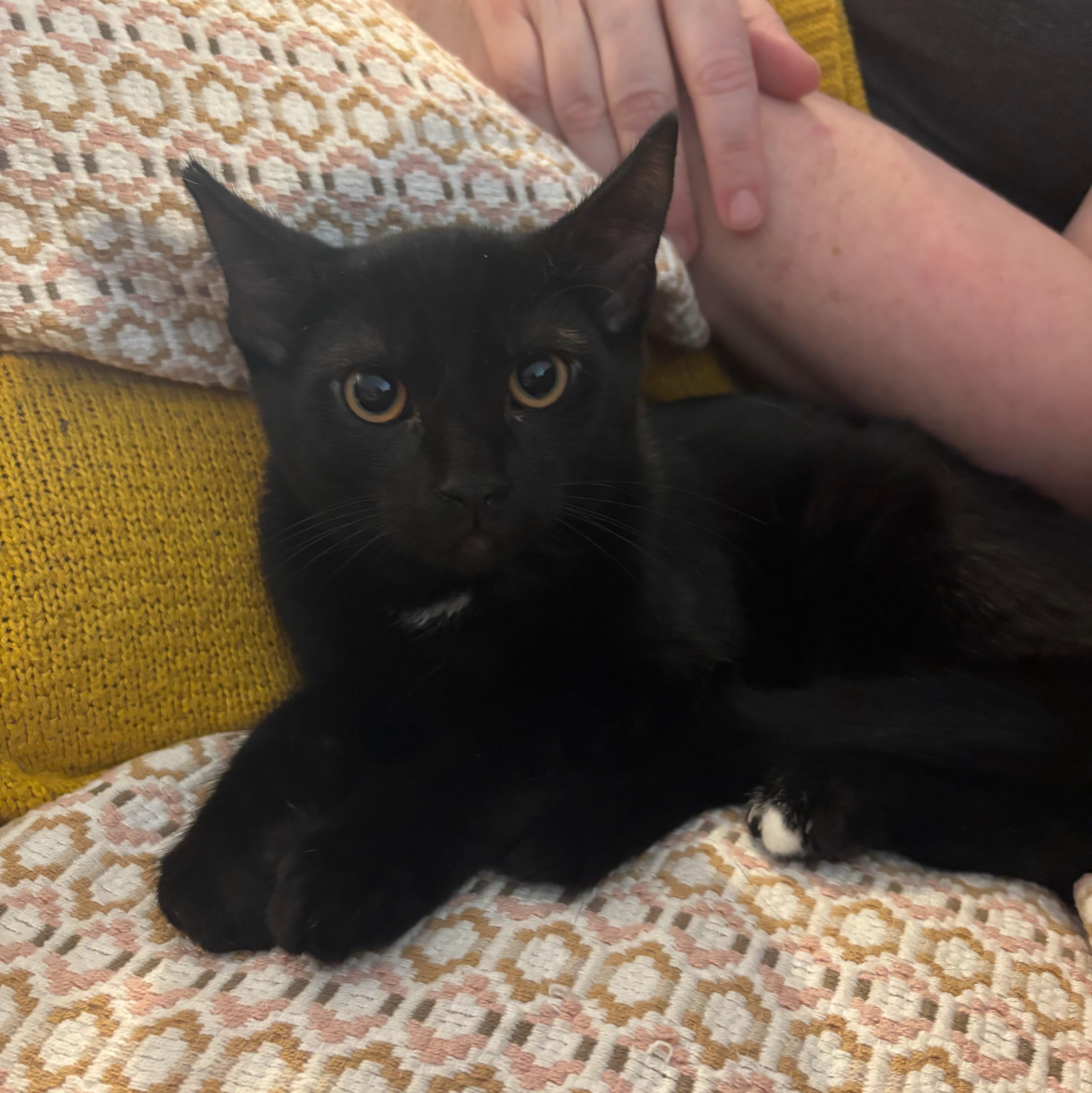 Kali and Vesta (bonded sisters)