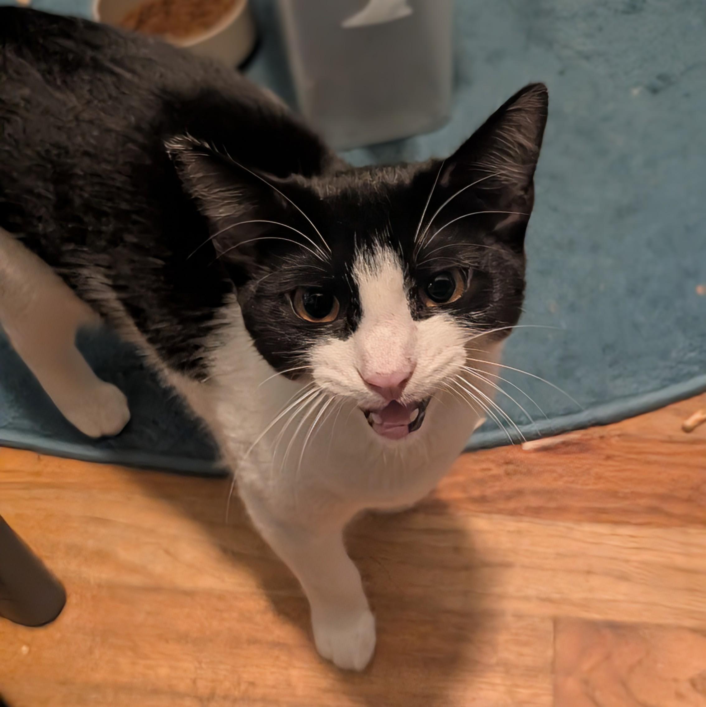 Kali and Vesta (bonded sisters)