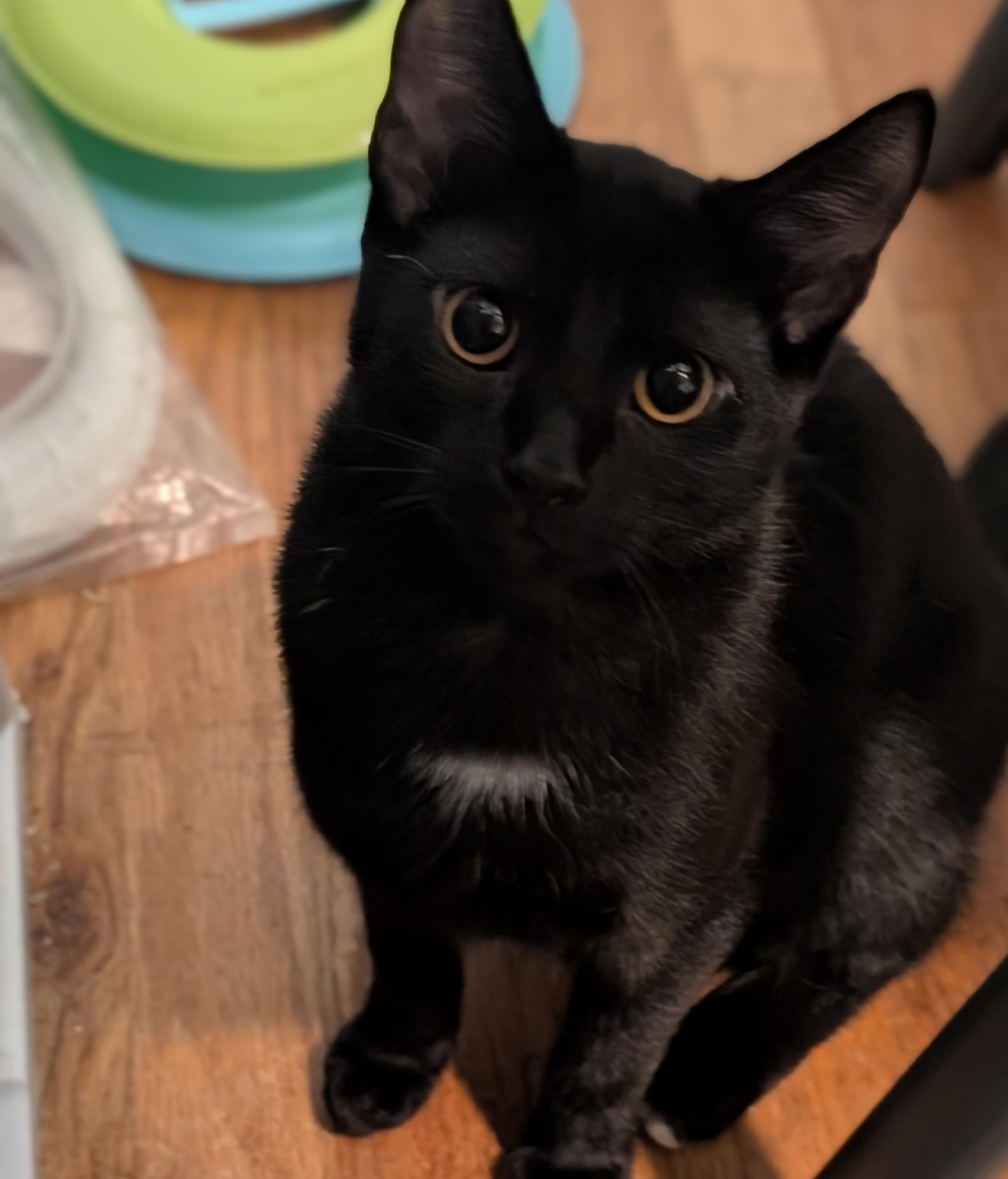 Kali and Vesta (bonded sisters)