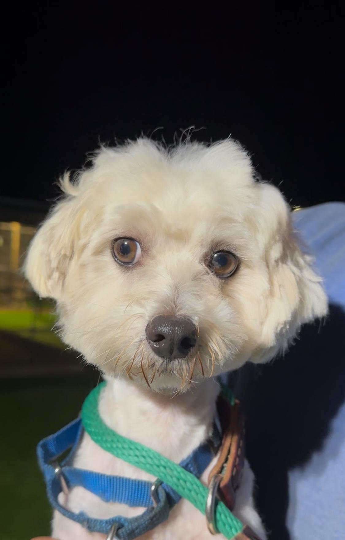 Tucker, Adoptable, Adult Male Maltese.