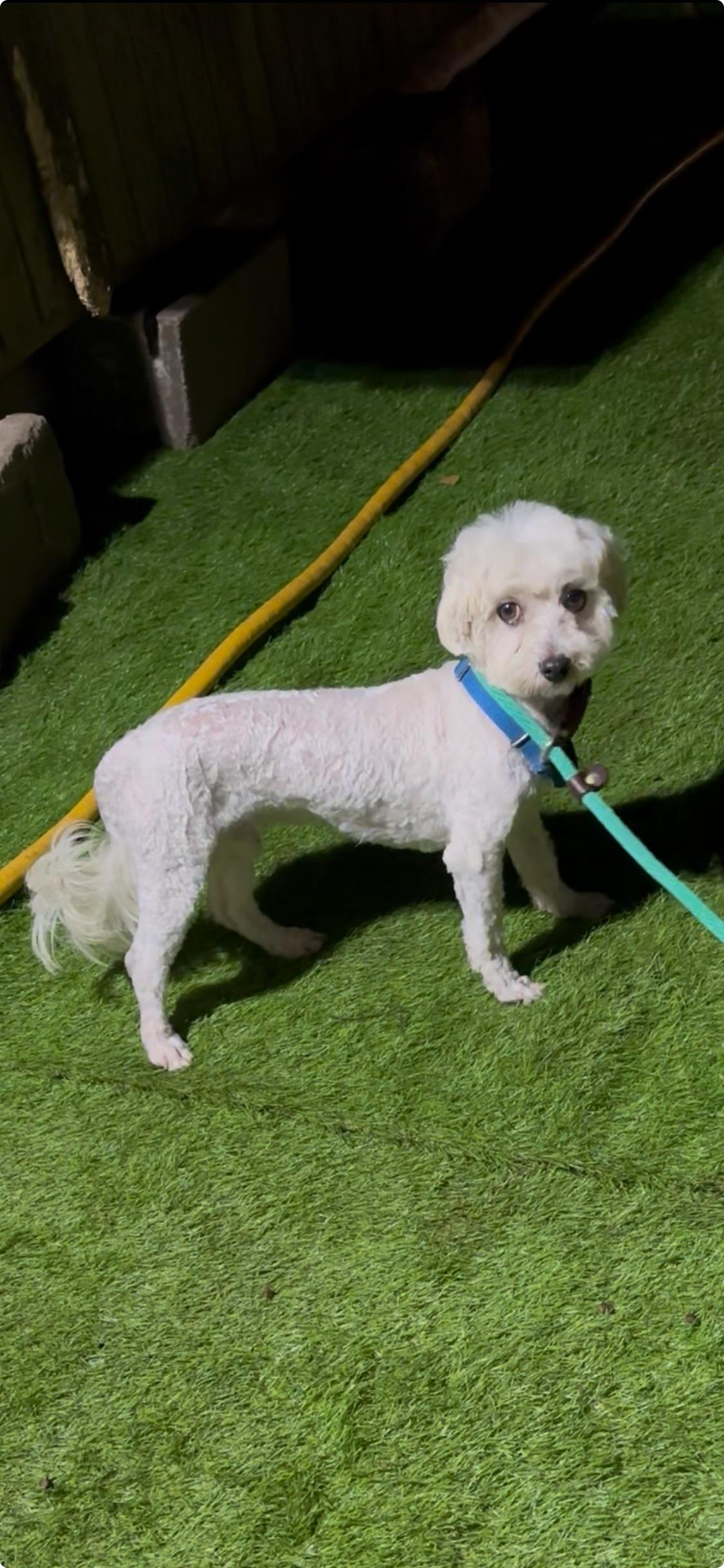 Enlarge Tucker, a Adoptable Maltese in Oak Bluffs, MA image 2/2